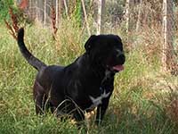 cane corso nero